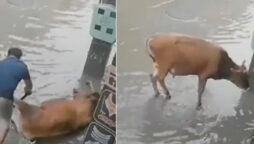 Man saves cow