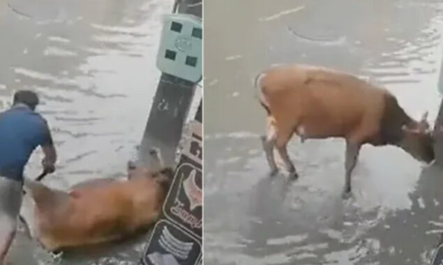 Man saves cow from being electrocuted