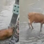 Man saves cow from being electrocuted
