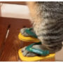 Viral Video: Adorable cat wears cute slippers