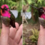 Watch: Anna’s hummingbird change colours amazes internet