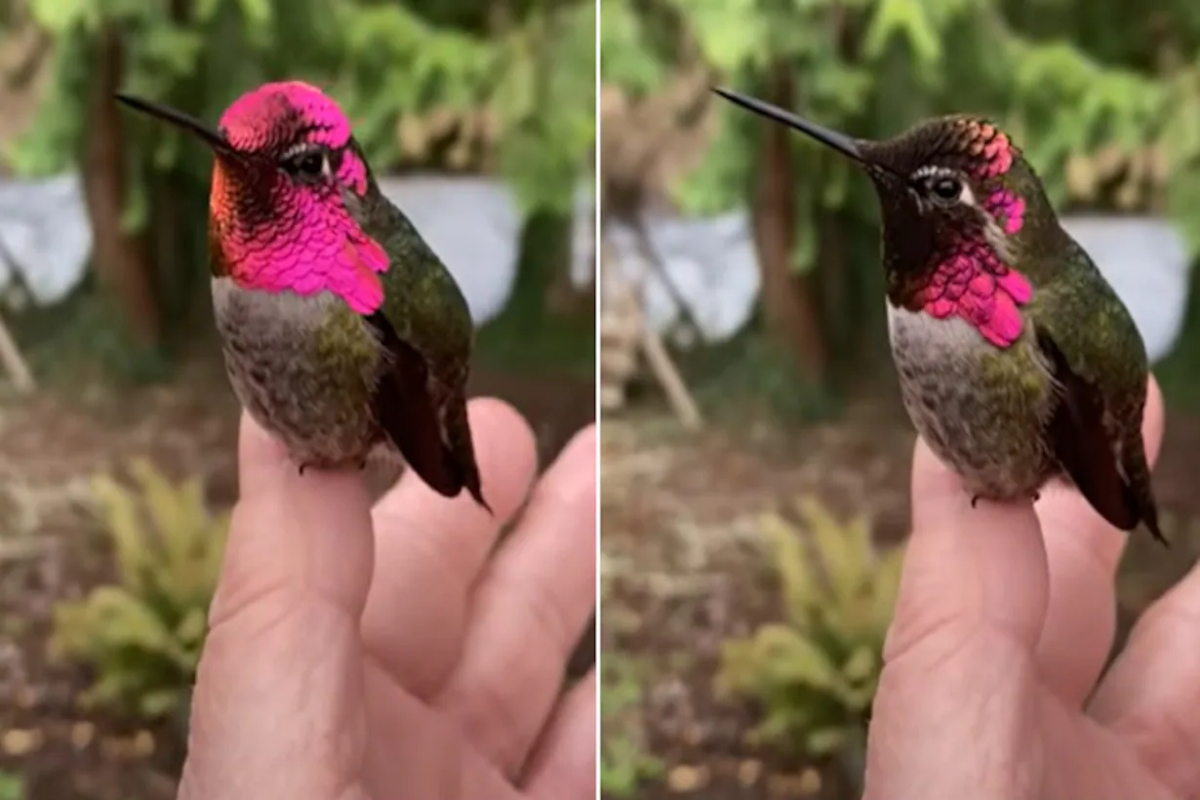 anna's hummingbird colours