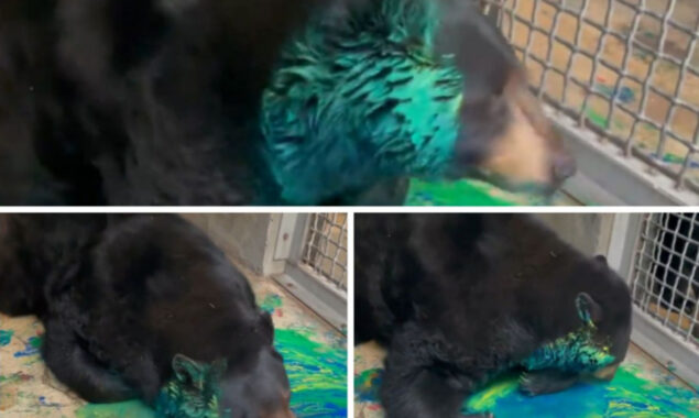 Adorable black bear playing with paint 