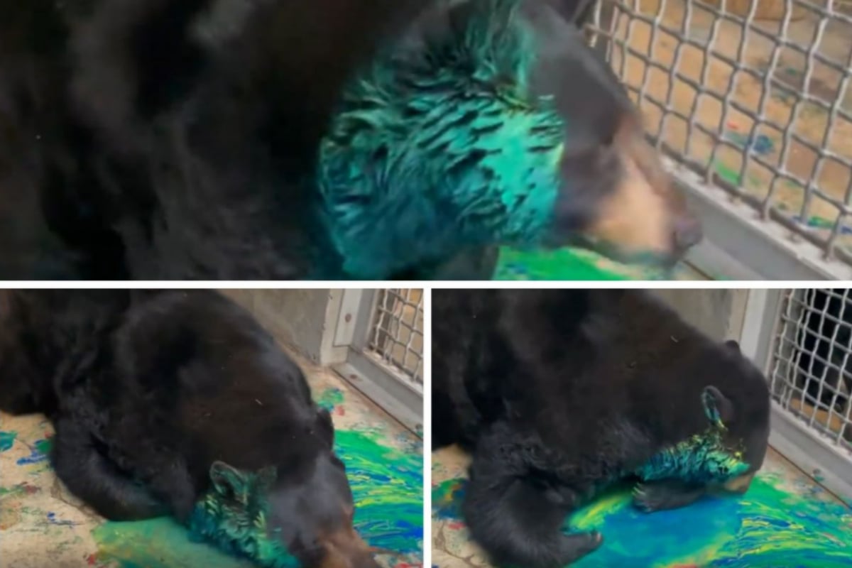 black bear
