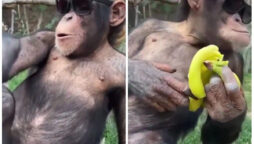 monkey eating bananas