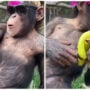 Viral Video: Monkey sits on a rope and eating bananas like a boss