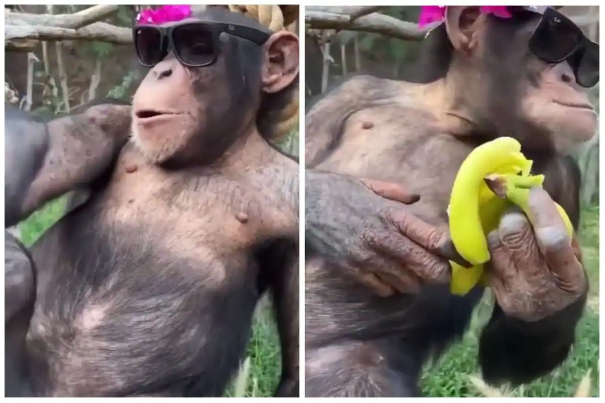 monkey eating bananas