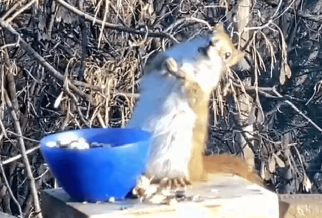 Watch: Squirrel becomes intoxicated after consuming fermented pears