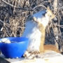 Watch: Squirrel becomes intoxicated after consuming fermented pears