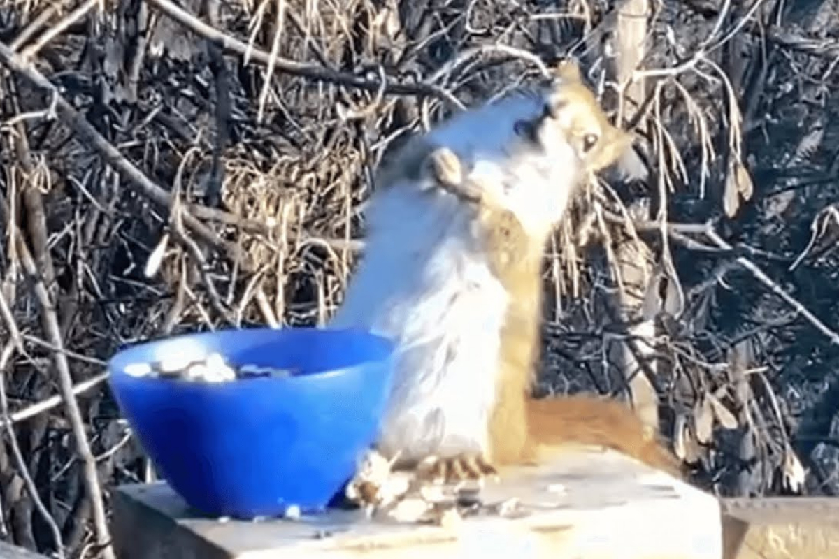 squirrel