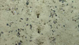 scientists holes