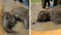 Baby elephant enjoys bathing and rolling in water