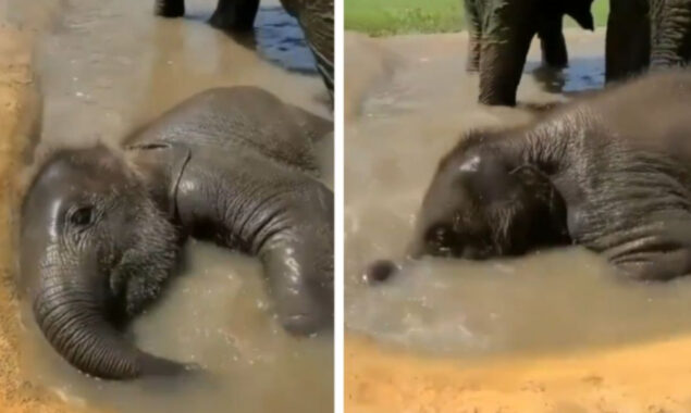 Baby elephant enjoys bathing and rolling in water