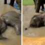 Baby elephant enjoys bathing and rolling in water