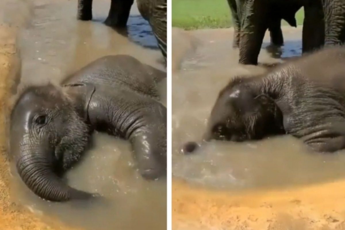 Baby elephant
