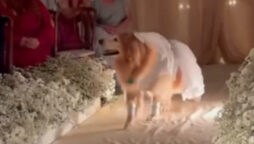 Dog wears stunning outfit at pet parents’ wedding steals the show