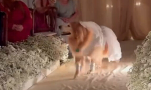 Dog wears stunning outfit at pet parents’ wedding steals the show
