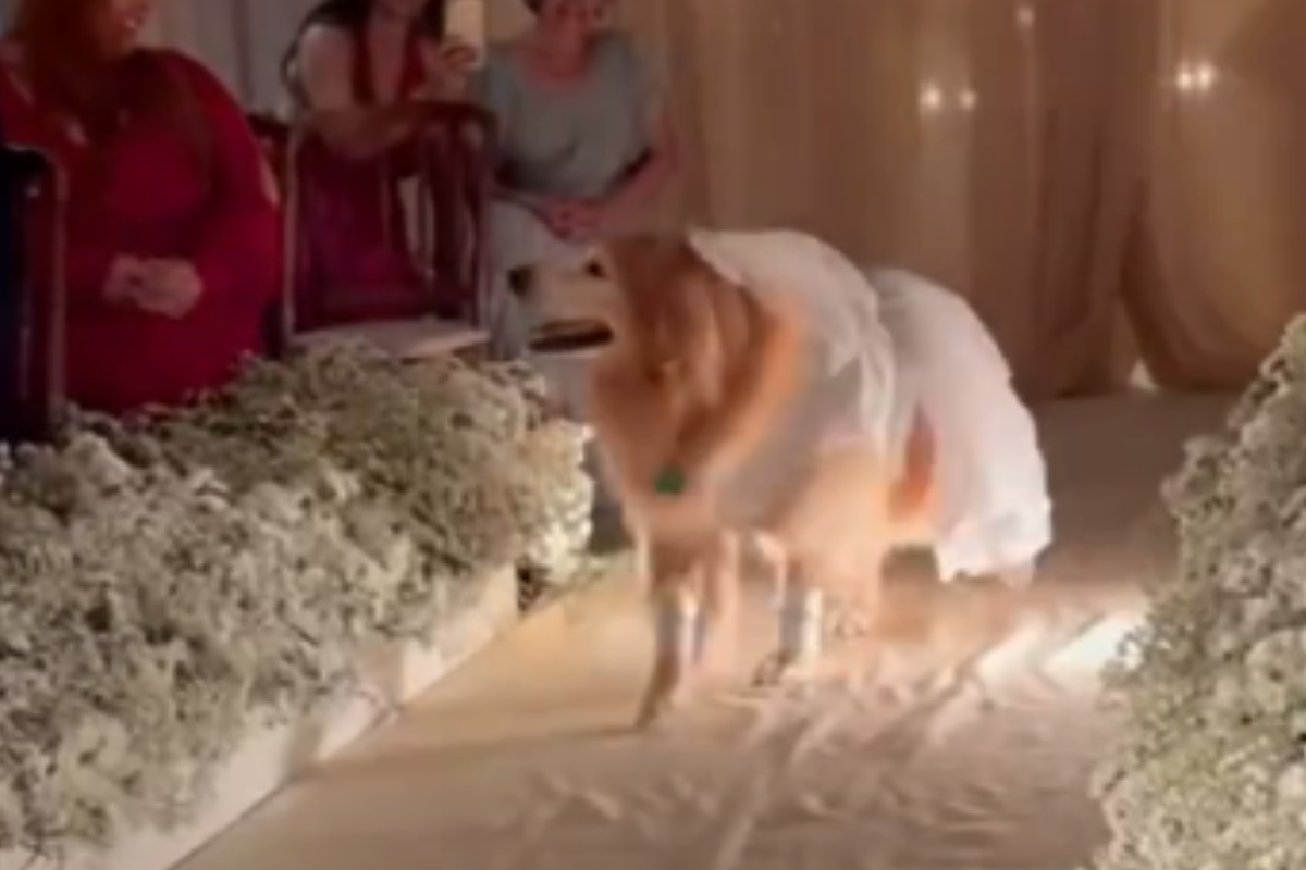 Dog wears stunning outfit