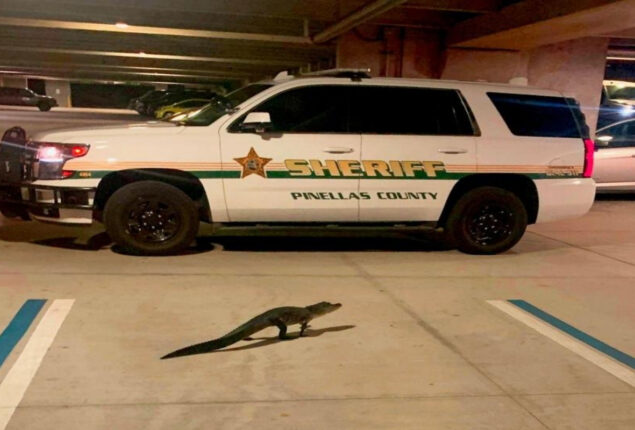 Florida sheriff’s office parking garage gets visited by an alligator