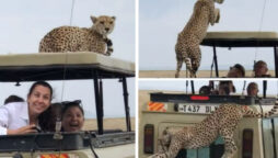 Cheetah jumps on Tanzania Safari vehicle roof
