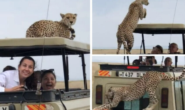 Cheetah jumps on Tanzania Safari vehicle roof