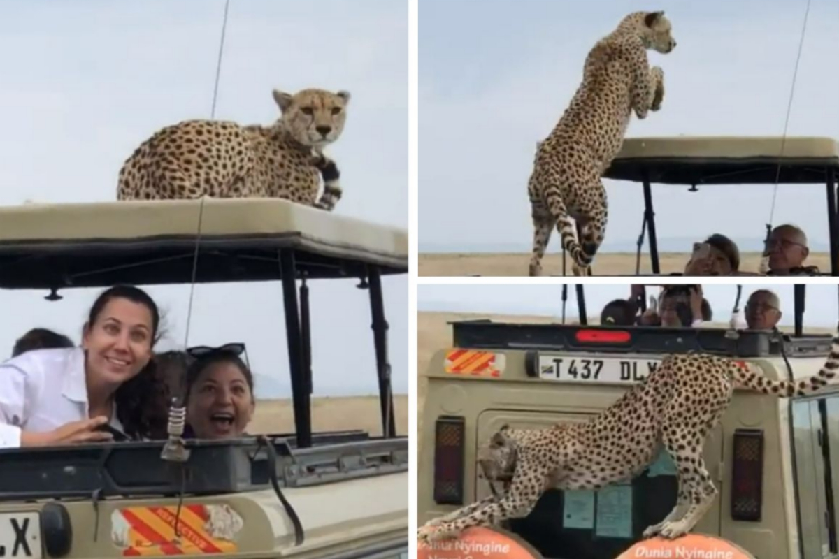 cheetah on safari vehicle roof