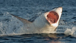 Authorities close New York beach after shark attack