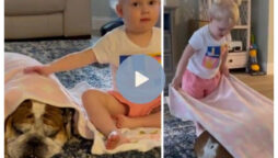 Aww! Little girl covers dog with blanket