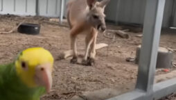 Parrot got Louisiana kangaroo out