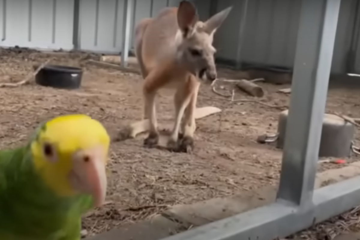 Parrot got Louisiana kangaroo out