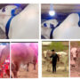 Eid ul Adha 2022: Top ten most expensive animals in Pakistan