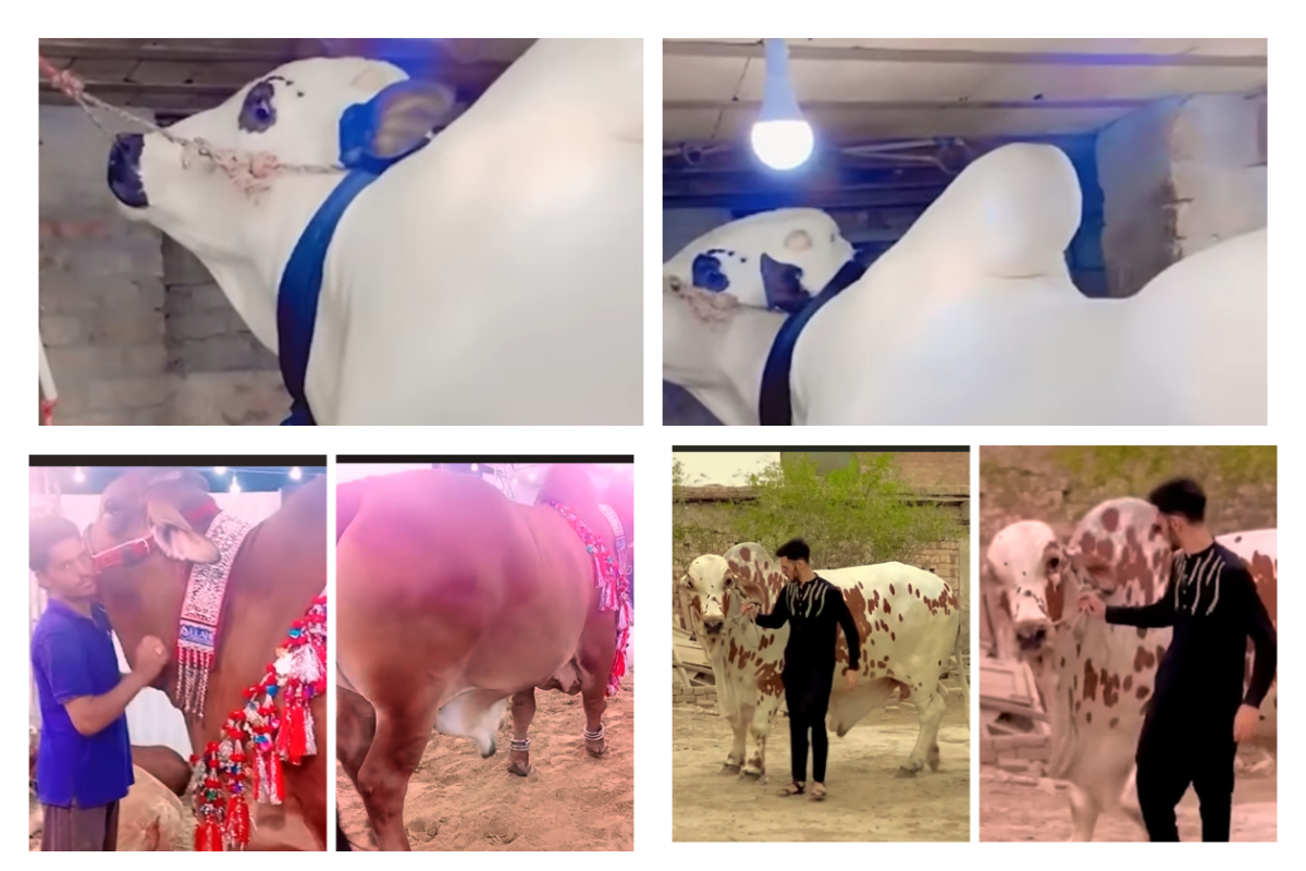 Eid ul Adha 2022: Top ten most expensive animals in Pakistan22