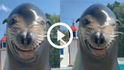 Sea lion