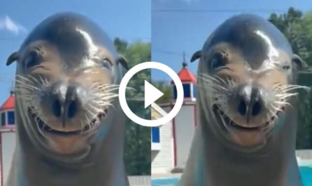 Sea lion smiles and winks at the camera in a funny way, Watch