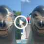Sea lion smiles and winks at the camera in a funny way, Watch