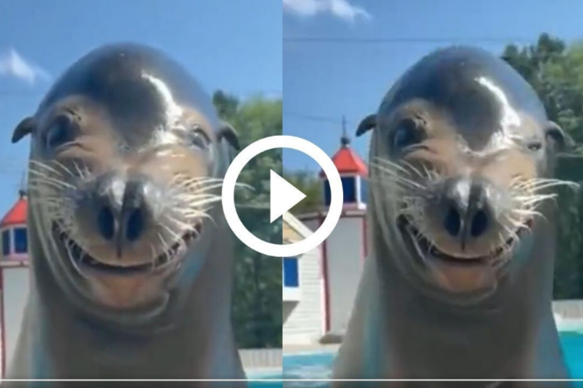 Sea lion
