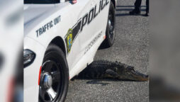 Florida police share photo of alligator stuck under car