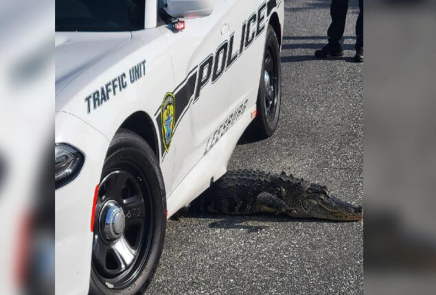 Florida police share photo of alligator stuck under car