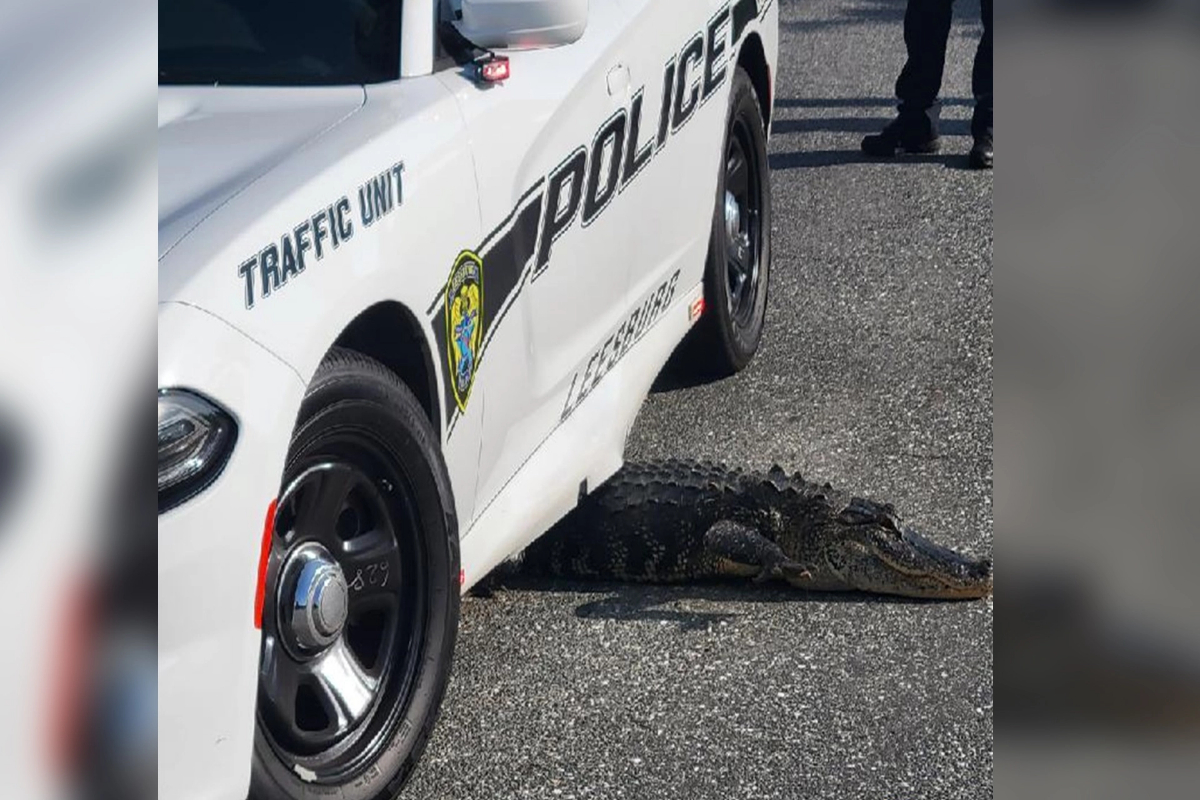 stuck alligator