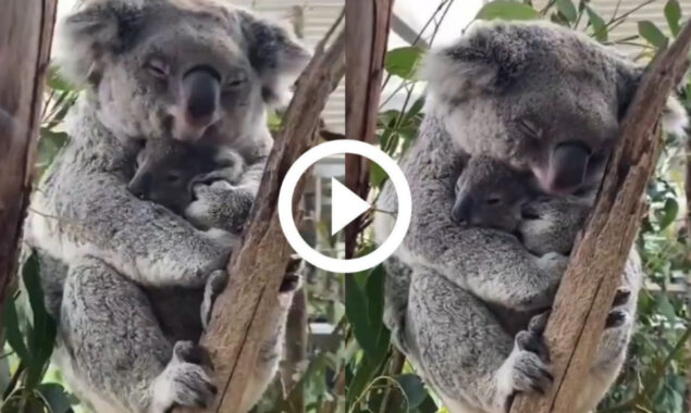 Heartwarming Video: Baby koala falls asleep in her mothers arms