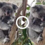 Heartwarming Video: Baby koala falls asleep in her mothers arms