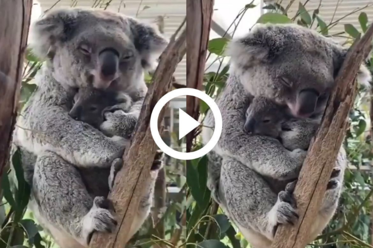 koala
