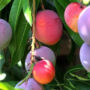 Did you know most expensive mangoes in world are purple?