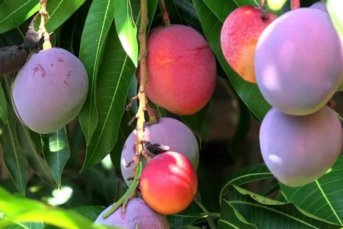 most expensive mangoes