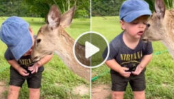Little boy kisses deer