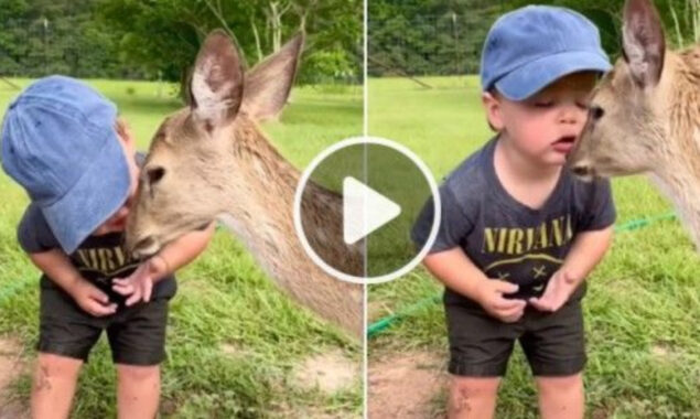 Little boy kisses deer