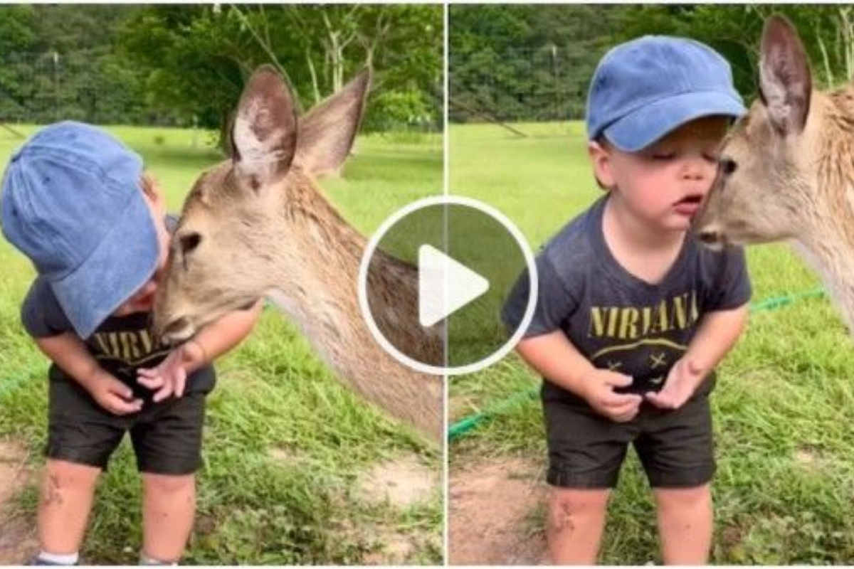 Little boy kisses deer