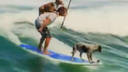 Viral video depicts a man surfing with dogs