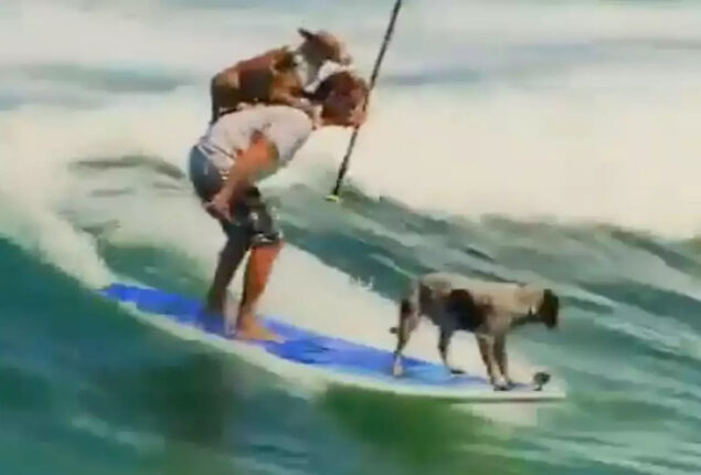 Viral video depicts a man surfing with dogs