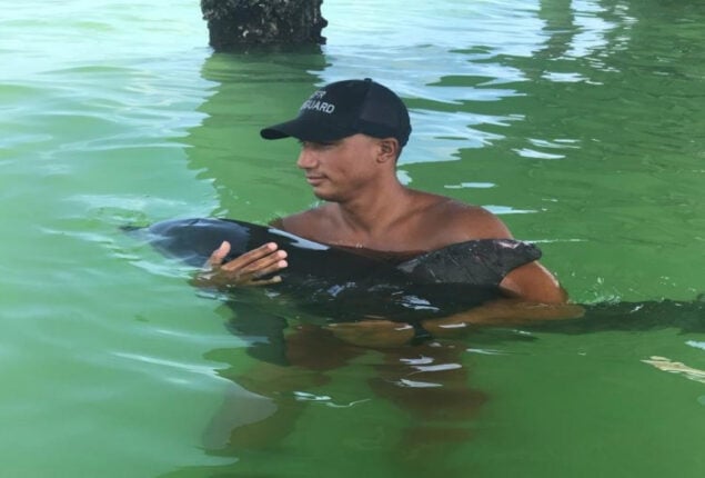 Dolphin rescued from crab trap under Florida pier